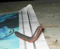 Ontario%20Millipede.jpg