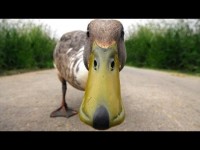 duck.jpg