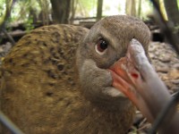 Weka.JPG