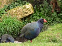 Takahe.JPG