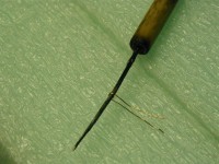 fdly1 (Medium).JPG