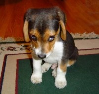 this is what sorry looks like.jpg