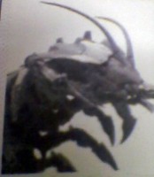 mystery-bug-01.jpg