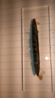 IMAG0640.jpg