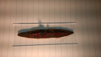 IMAG0650.jpg
